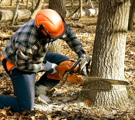 Tree Removal in Garber, IA